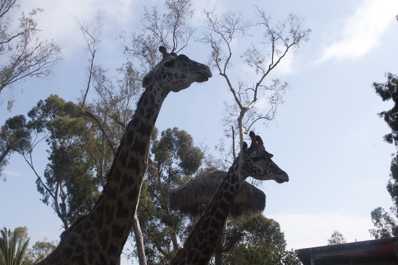 316-5556 San Diego Zoo - Giraffes.jpg